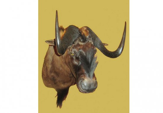chuchelo-antilopy-gnu