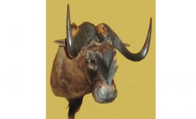 chuchelo-antilopy-gnu