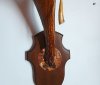 bra-iz-roga-losya-s-abazhurom.3
